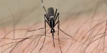  Moustique tigre asiatique (Aedes albopictus), observé en République de Corée. Photo 2021 Jake David MacLennan via iNaturalist Research-grade Observations, sous licence CC BY-NC 4.0.